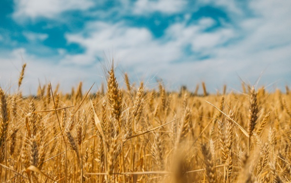 ЄК скасувала заборону на імпорт зерна з України
