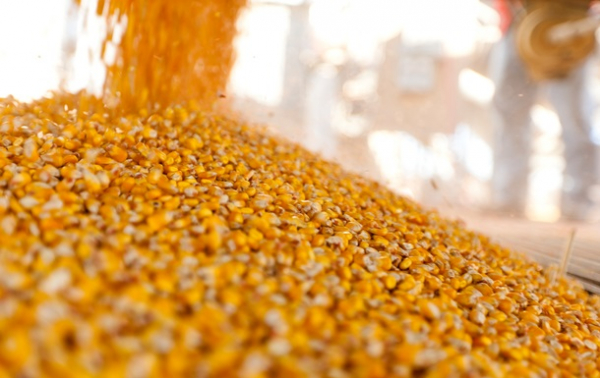 Україна завершує жнива: результати за 2025 рік та прогнози на 2026-й