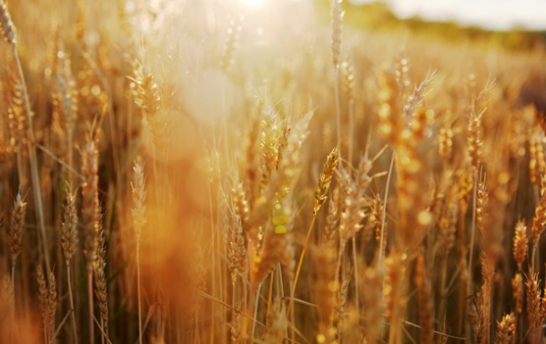 В Україні прогнозують збільшення врожаю на 6% В Україні прогнозують збільшення врожаю на 6%